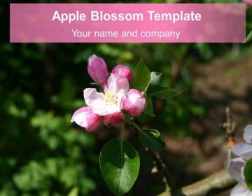 Apple blossom powerpoint template