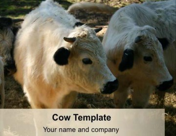 Cow powerpoint template